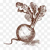 萝卜-空若网 萝卜-空若网