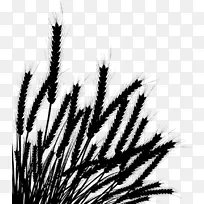 小麦摄影制图.麦胚-空若网 小麦摄影制图.麦胚-空若网