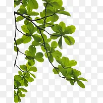 树叶 叶子 树 叶-空若网 树叶 叶子 树 叶-空若网