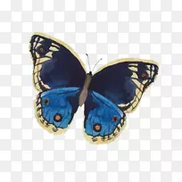 蝴蝶水彩画昆虫蓝蝴蝶-空若网 蝴蝶水彩画昆虫蓝蝴蝶-空若网