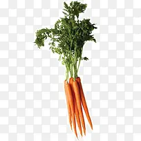 ��ɫ�����߲˺��ܲ�-������