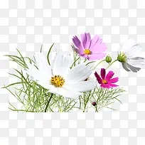 彩色唯美户外花朵-空若网 彩色唯美户外花朵-空若网