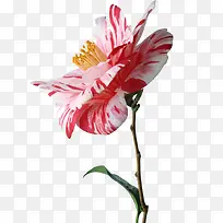 唯美彩色艺术花朵-空若网 唯美彩色艺术花朵-空若网