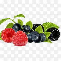 植物树莓效果水果-空若网 植物树莓效果水果-空若网