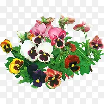 彩色高清花朵装饰-空若网 彩色高清花朵装饰-空若网