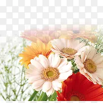 彩色高清花朵风景-空若网 彩色高清花朵风景-空若网