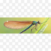 Ψ�������زĴ���Ȼ�ز�-������