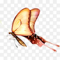 蝴蝶-空若网 蝴蝶-空若网