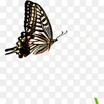 黑色卡通可爱蝴蝶-空若网 黑色卡通可爱蝴蝶-空若网