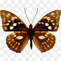 ��������ɫ������-������