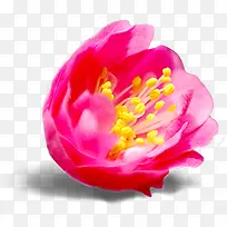 中秋节促销活动花朵-空若网 中秋节促销活动花朵-空若网