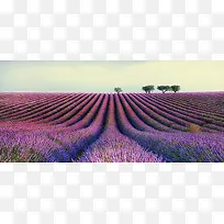 薰衣草背景图-空若网 薰衣草背景图-空若网
