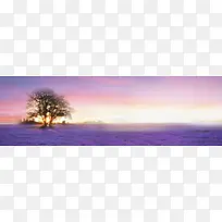 ����޹�²ݱ���-������