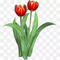 郁金香切花剪贴画-郁金香-空若网 郁金香切花剪贴画-郁金香-空若网