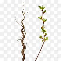 树枝-空若网 树枝-空若网