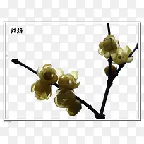 ��ʽˮ����÷-������