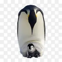 可爱企鹅-空若网 可爱企鹅-空若网