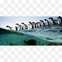 企鹅动物背景-空若网 企鹅动物背景-空若网
