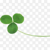 幸运草-空若网 幸运草-空若网