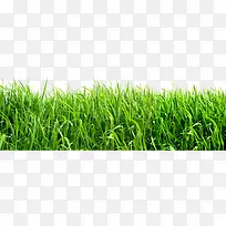 ÂÌɫС²ÝÏÄÌì-¿ÕÈôÍø ÂÌɫС²ÝÏÄÌì-¿ÕÈôÍø