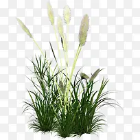 彩色小草植物装饰-空若网 彩色小草植物装饰-空若网