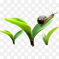 绿草蜗牛装饰素材-空若网 绿草蜗牛装饰素材-空若网