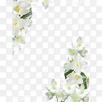 创意水仙边框-空若网 创意水仙边框-空若网