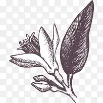 手绘农作物-空若网 手绘农作物-空若网