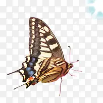 昆虫蝴蝶-空若网 昆虫蝴蝶-空若网