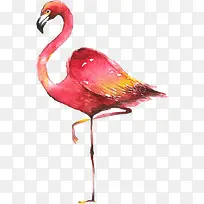 站立的火烈鸟-空若网 站立的火烈鸟-空若网