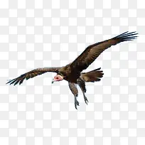 雄鹰-空若网 雄鹰-空若网