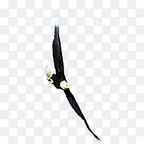 雄鹰-空若网 雄鹰-空若网