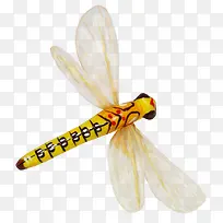 黄色蜻蜓-空若网 黄色蜻蜓-空若网