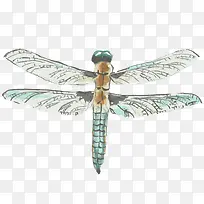 蜻蜓-空若网 蜻蜓-空若网