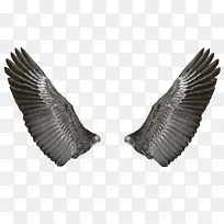 鹰的翅膀-空若网 鹰的翅膀-空若网