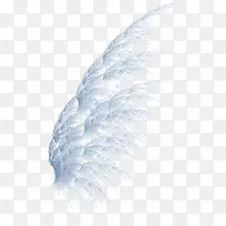 翅膀-空若网 翅膀-空若网