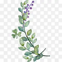 ˮ����Ҷ��ݮװ��ʸ��ͼ-������