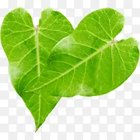 水彩环保植物树叶-空若网 水彩环保植物树叶-空若网