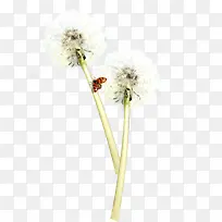 春天清新蒲公英昆虫-空若网 春天清新蒲公英昆虫-空若网