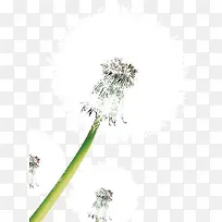 可爱的蒲公英-空若网 可爱的蒲公英-空若网