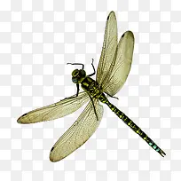 蜻蜓-空若网 蜻蜓-空若网