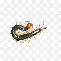 蜈蚣-空若网 蜈蚣-空若网