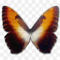 蝴蝶 昆虫 标本-空若网 蝴蝶 昆虫 标本-空若网