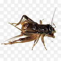 蟋蟀昆虫-空若网 蟋蟀昆虫-空若网