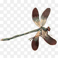 蜻蜓昆虫-空若网 蜻蜓昆虫-空若网