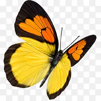 可爱蝴蝶-空若网 可爱蝴蝶-空若网