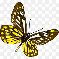 可爱蝴蝶-空若网 可爱蝴蝶-空若网