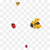 瓢虫-空若网 瓢虫-空若网