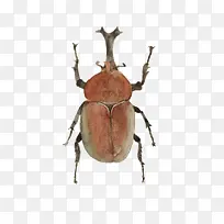 手绘昆虫-空若网 手绘昆虫-空若网