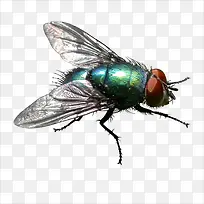 苍蝇-空若网 苍蝇-空若网